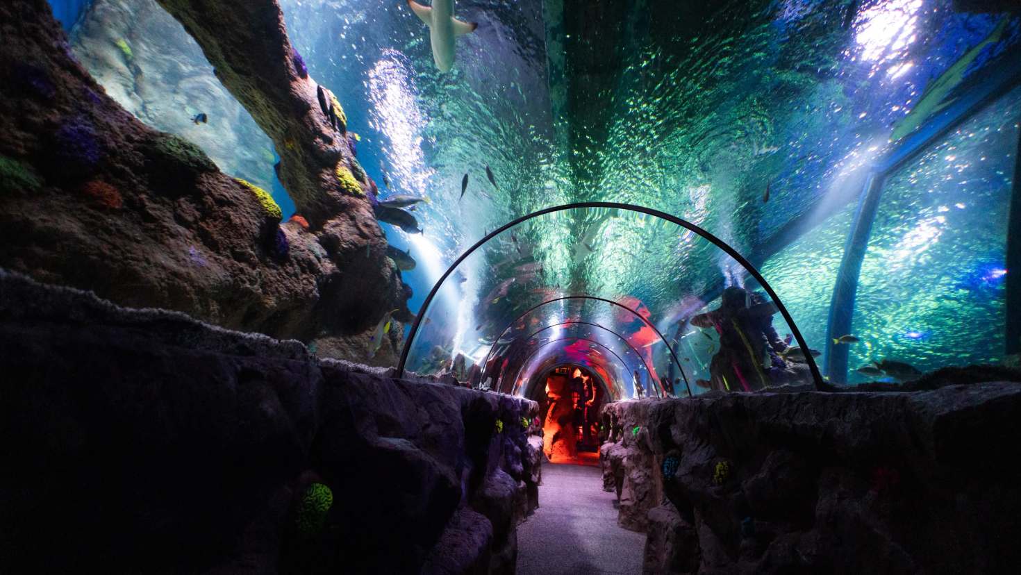 ocean tank tunnel at sea life