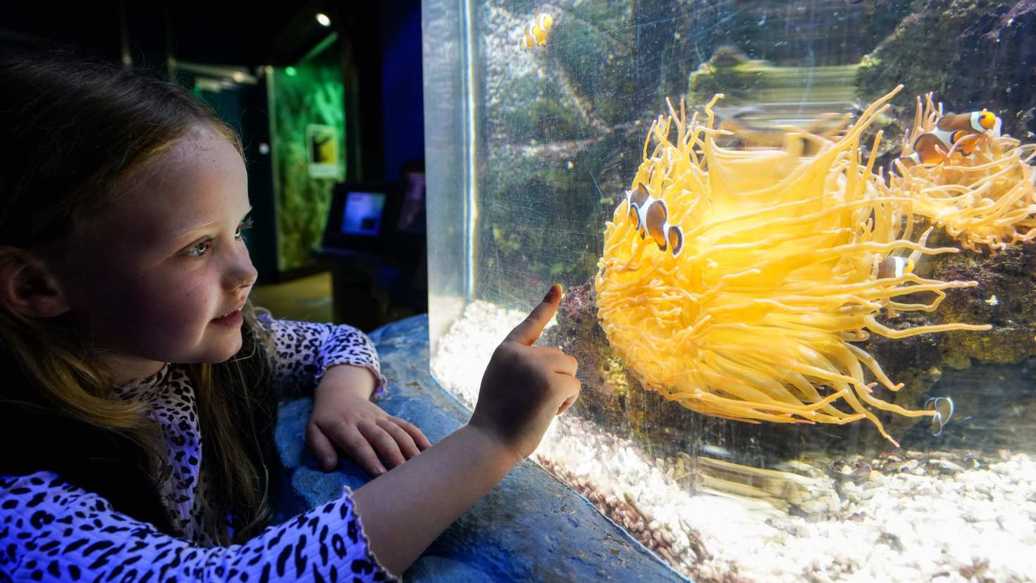 girl looking at nemo fish at sea life