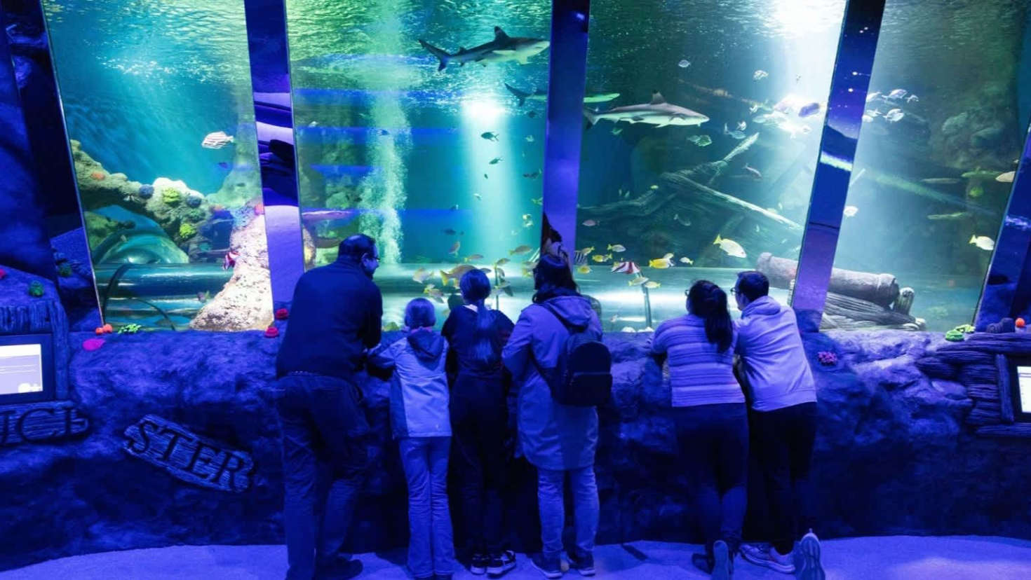 family looking at fish in tank