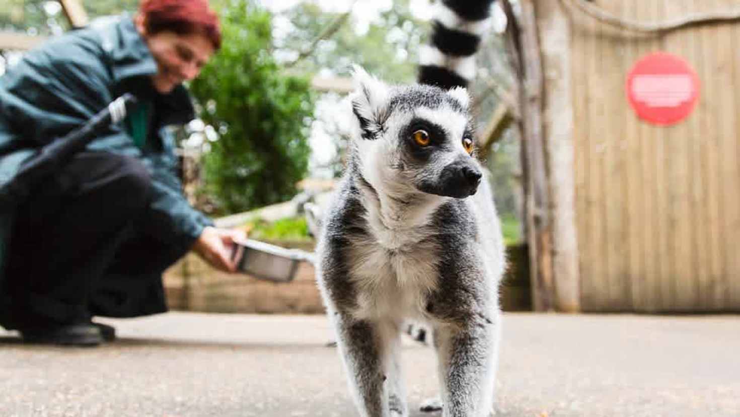 A ring-tailed lemur stands alert on a path while a keeper crouches in the background holding food.