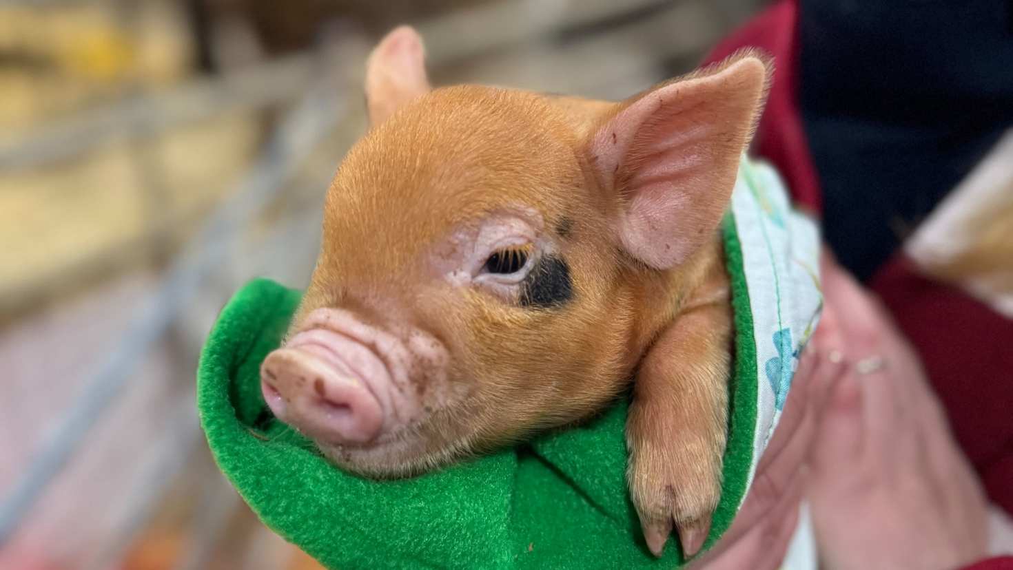 Cockfields Farm - Featured Image - 1