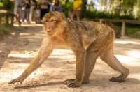 Experience FREE-ROAMING Monkey's THIS Summer! - Featured Image - 1