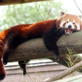 Red panda at Colchester Zoo