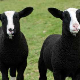 Two goats at Chobham Adventure Farm in Surrey, photo credit Chobham Adventure Farm Instagram