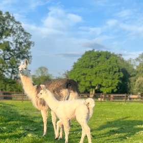 Stantons Farm - Featured Image - 1