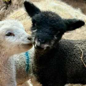 Matlock Farm Park - Featured Image - 1