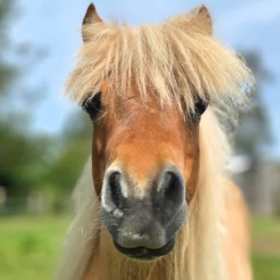 Dinky Hooves - Featured Image - 1