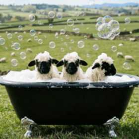 BLACKLION Farm - Featured Image - 1