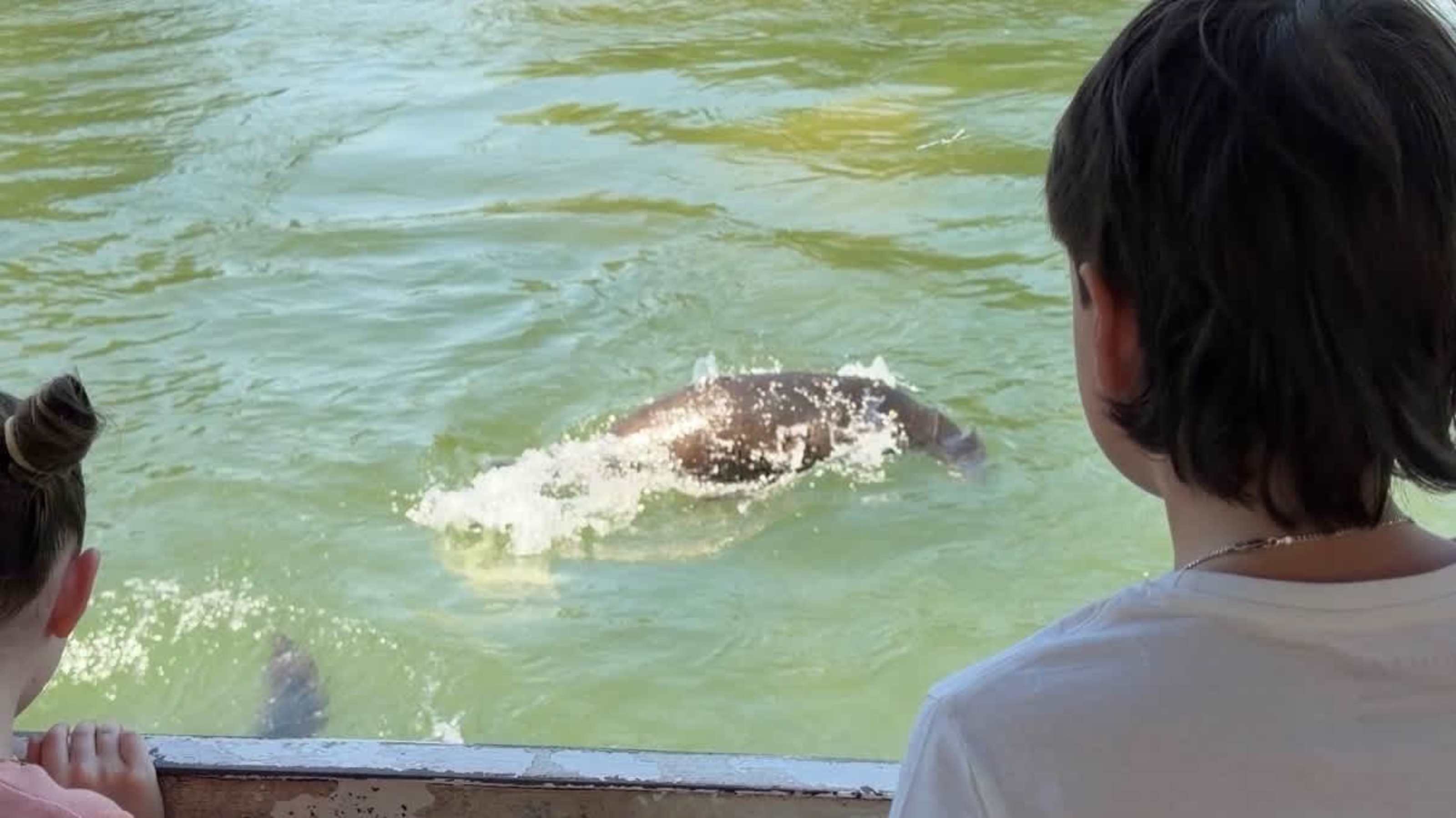 Sea lions and hippos Sea lions and hippos