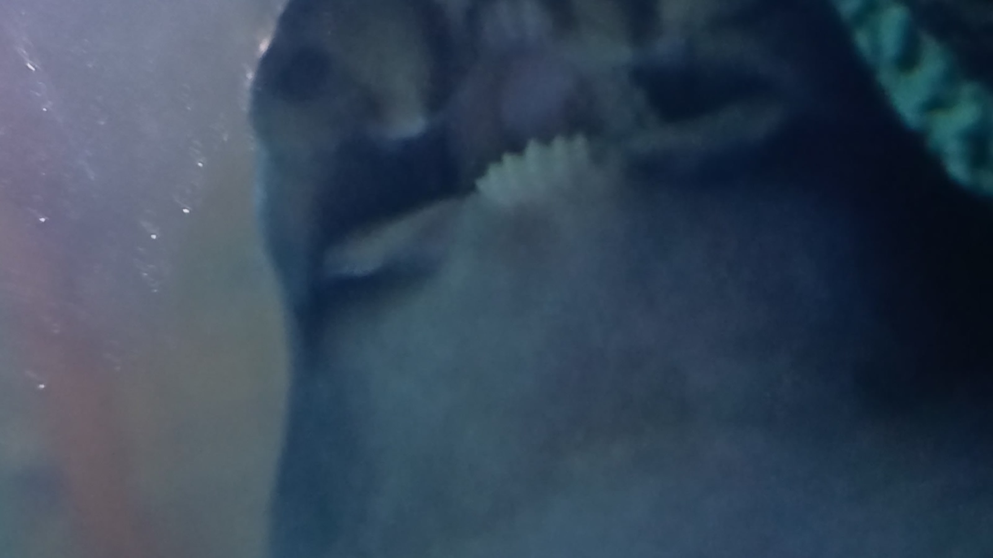 Shark resting on tunnel Shark resting on tunnel