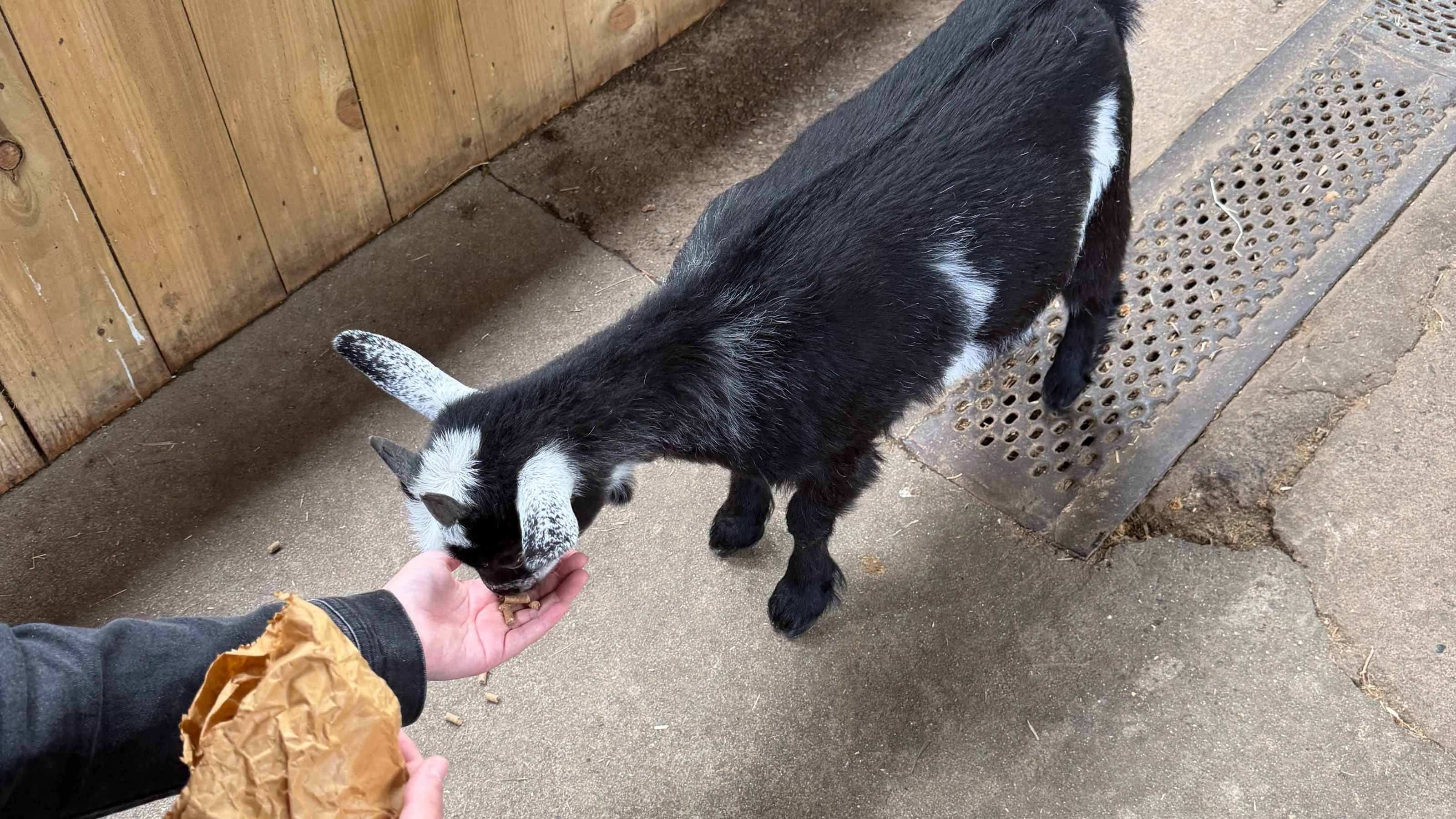 Feeding goats