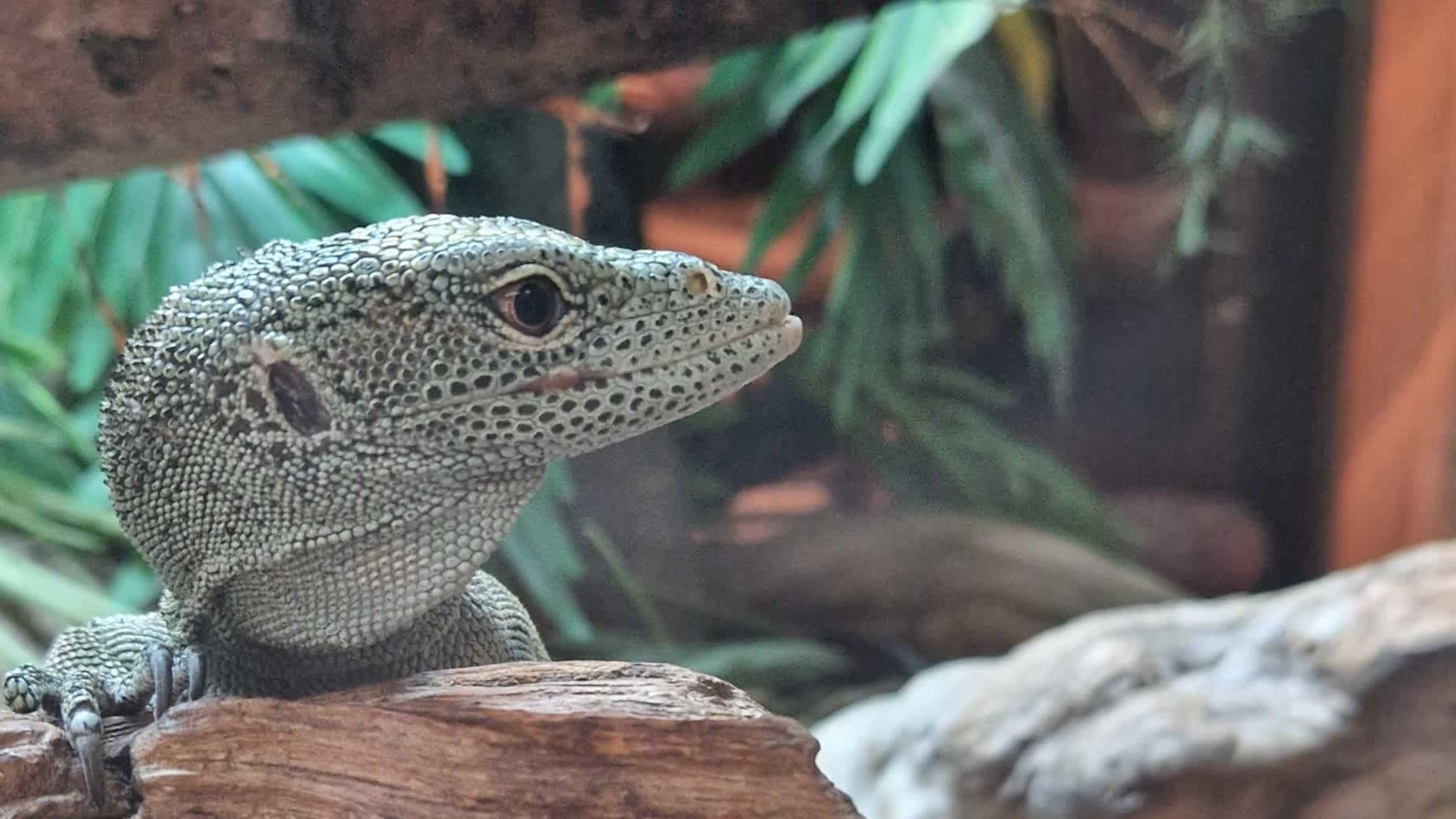 Reptile house