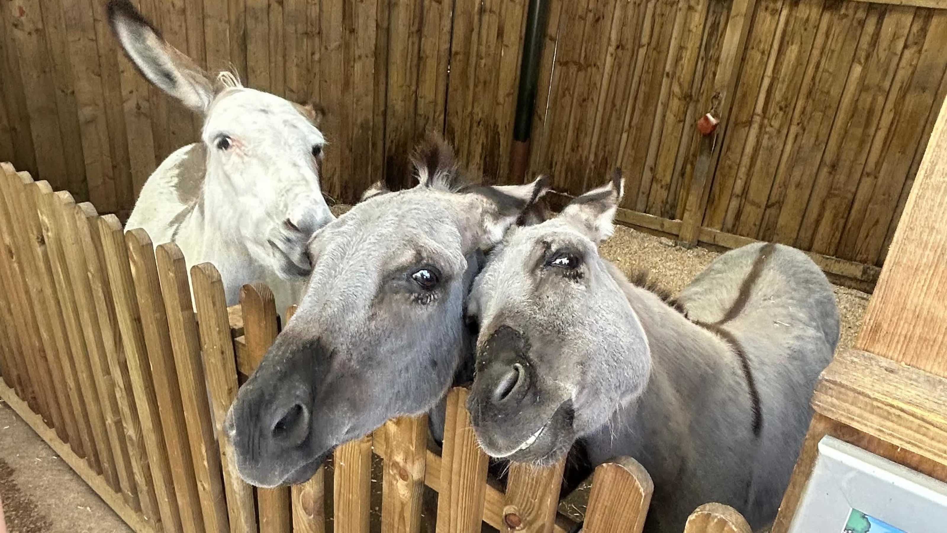Meet our donkey friends Meet our donkey friends