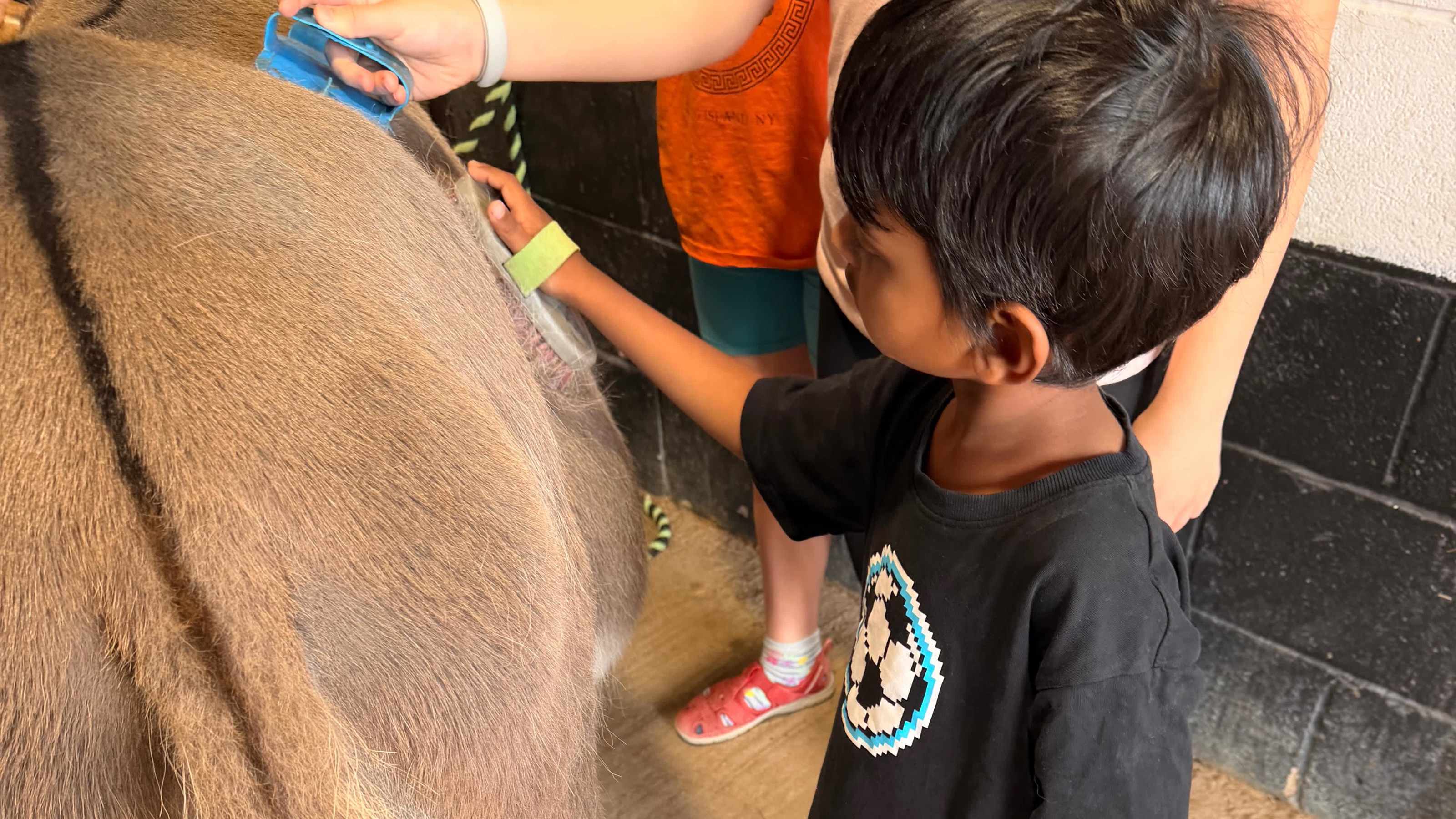 Donkey grooming