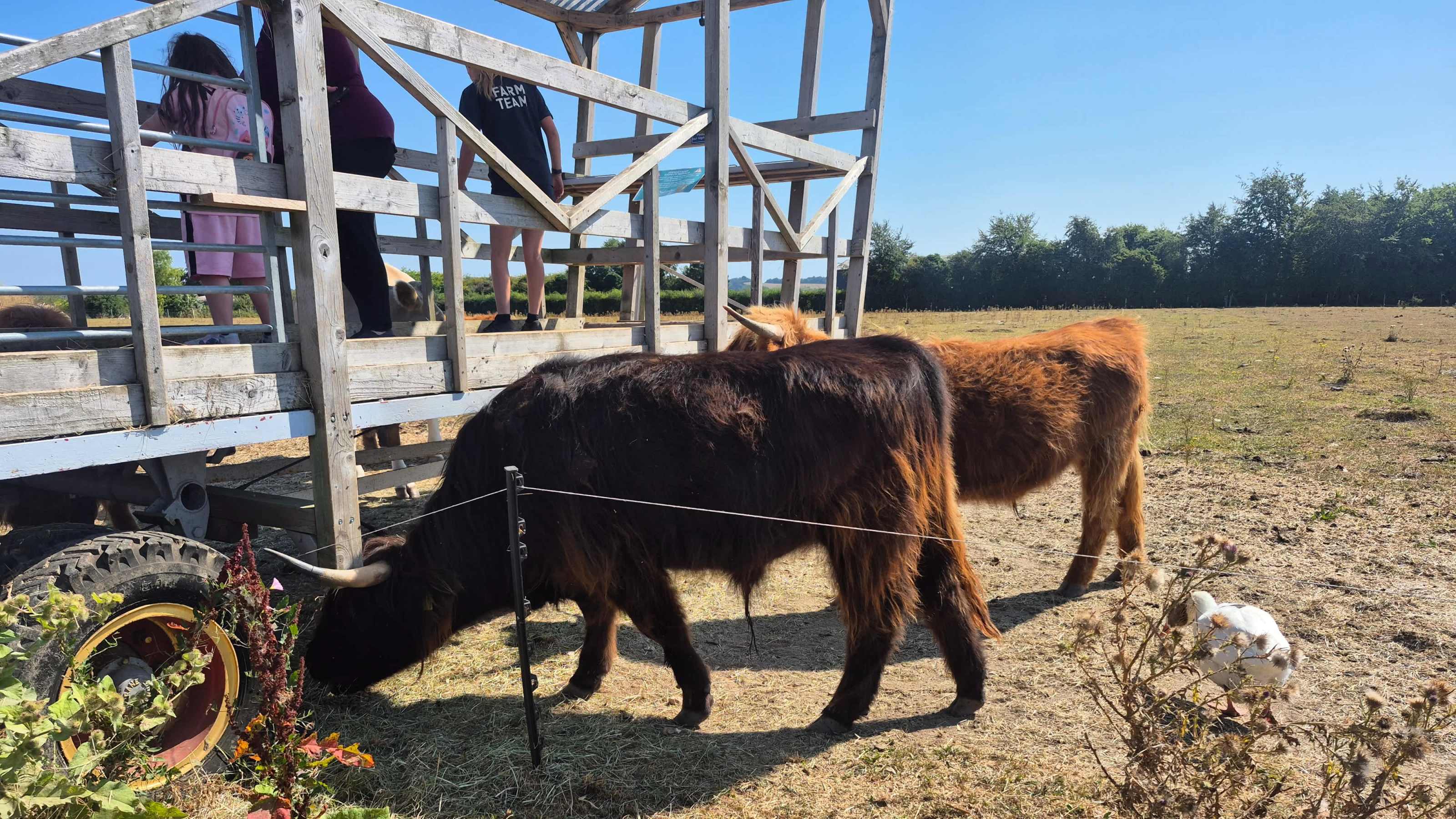 Cow fishing