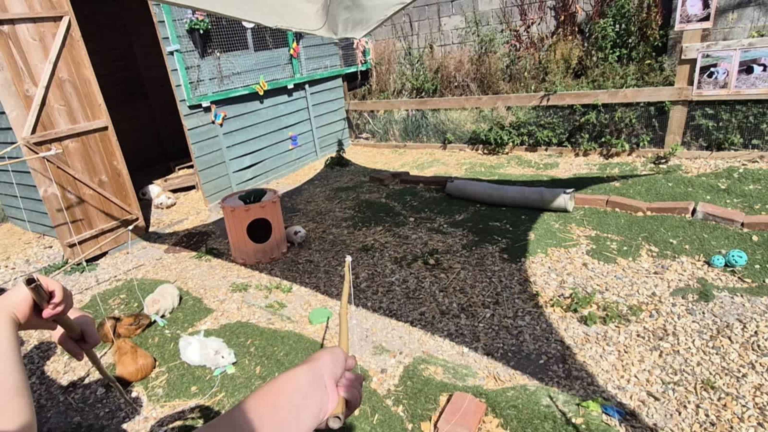 Ginuea pig fishing