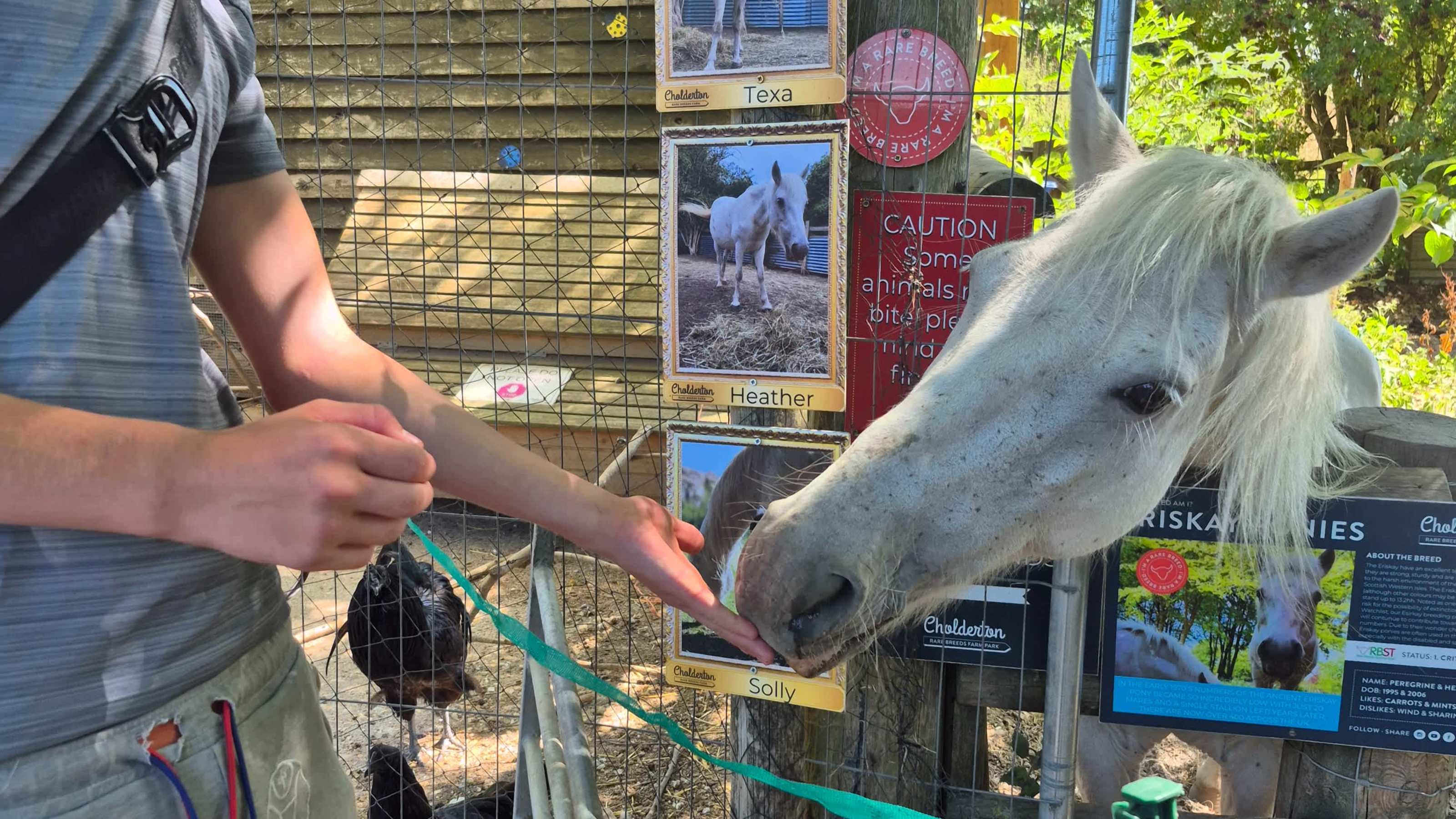 Pony feeding