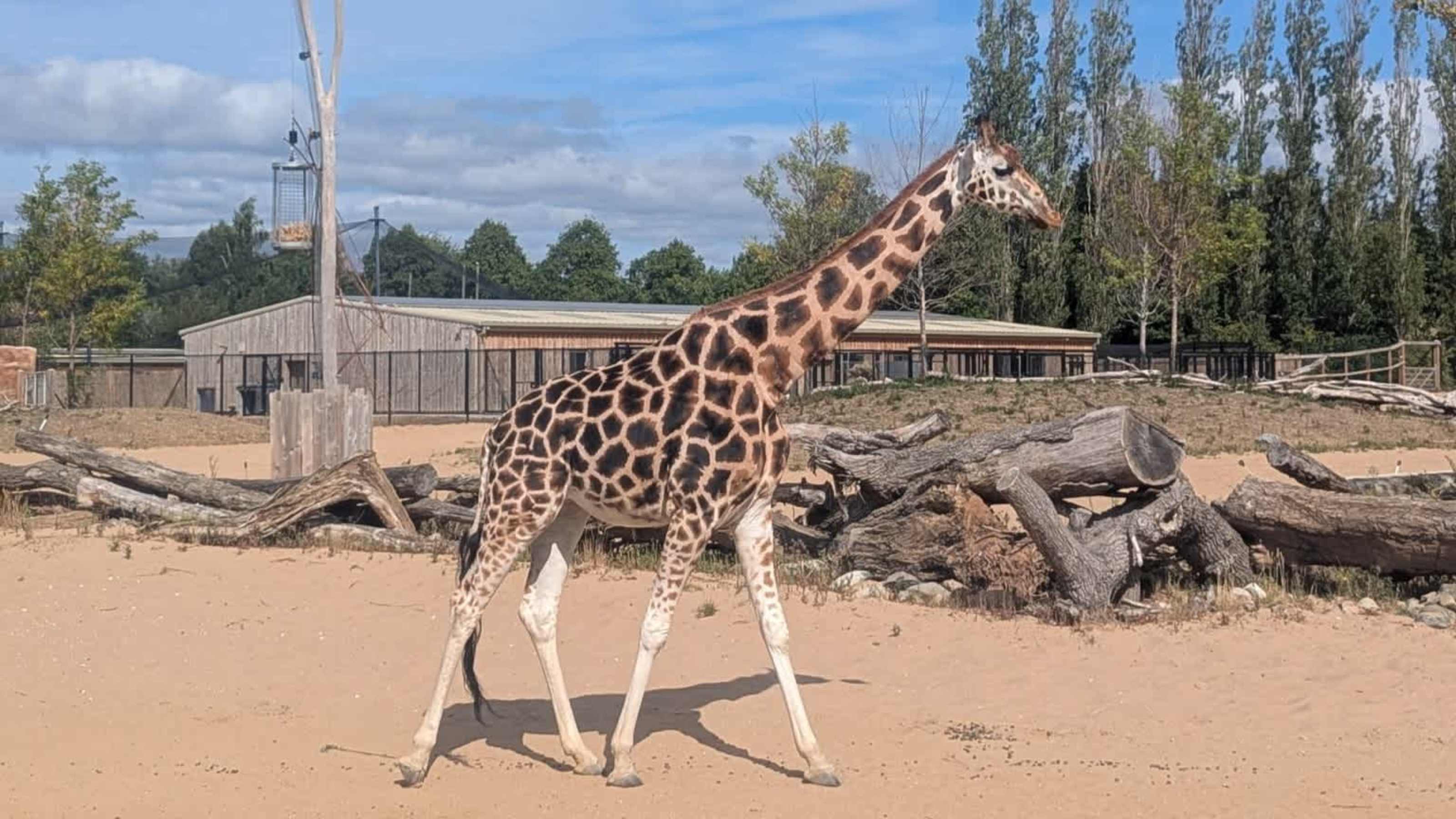 Giraffe Giraffe