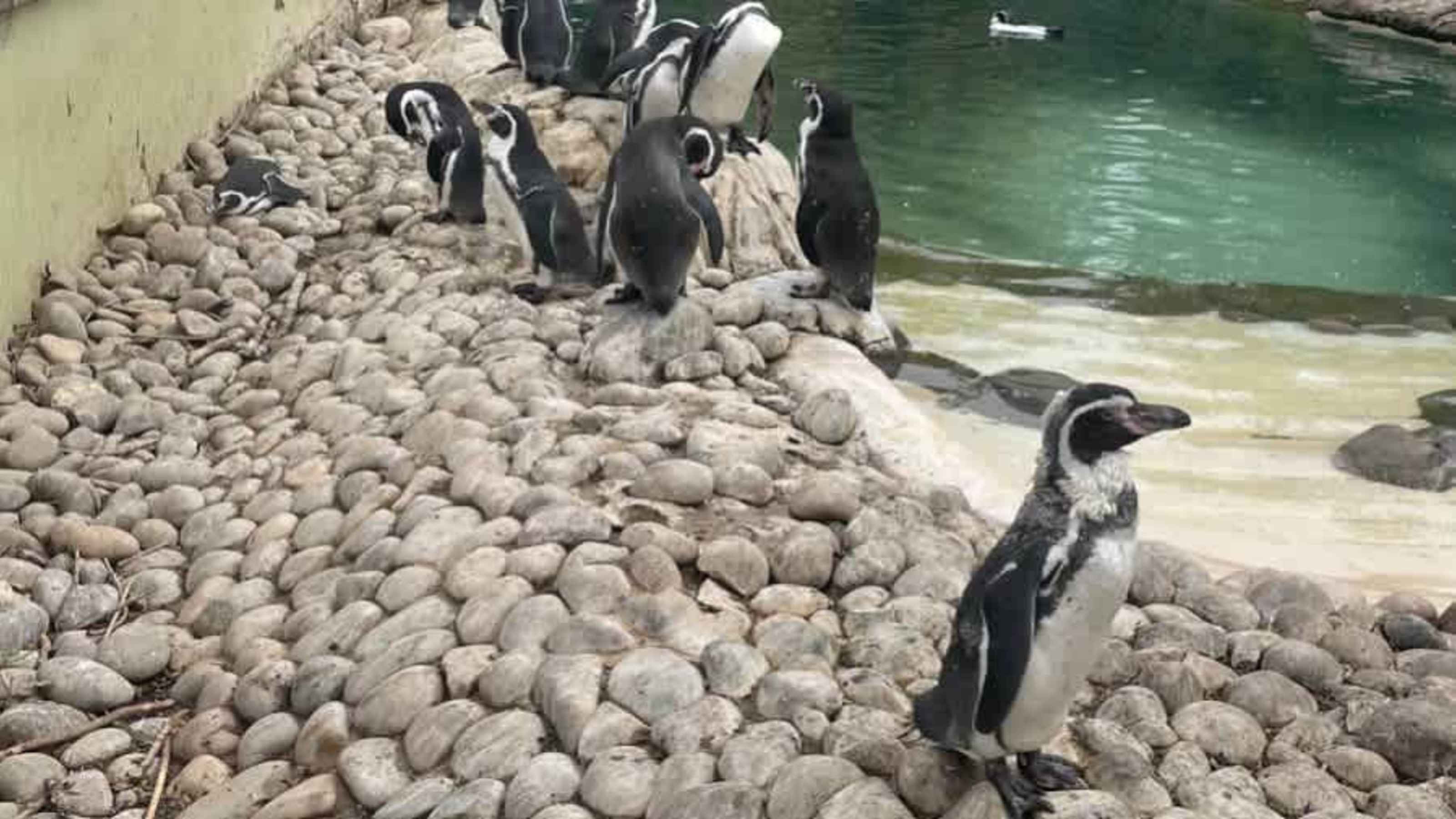 Penguin’s