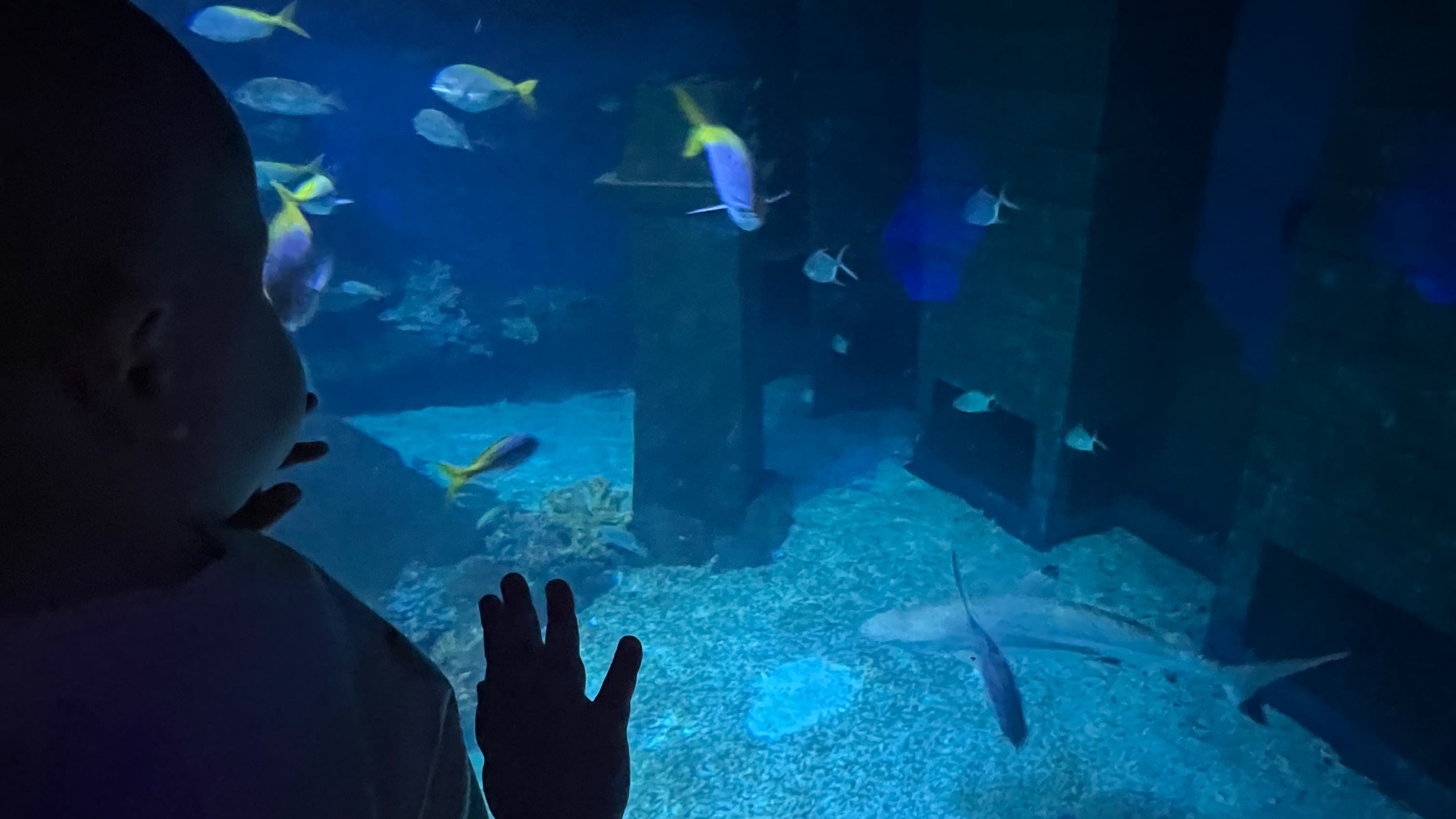 Up close with the fishes🐠 Up close with the fishes🐠