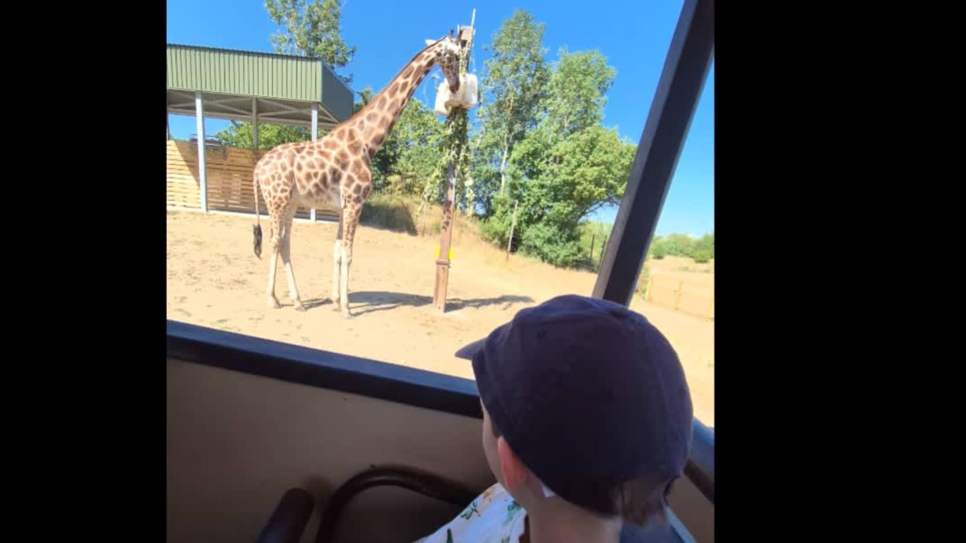 The Zoofari