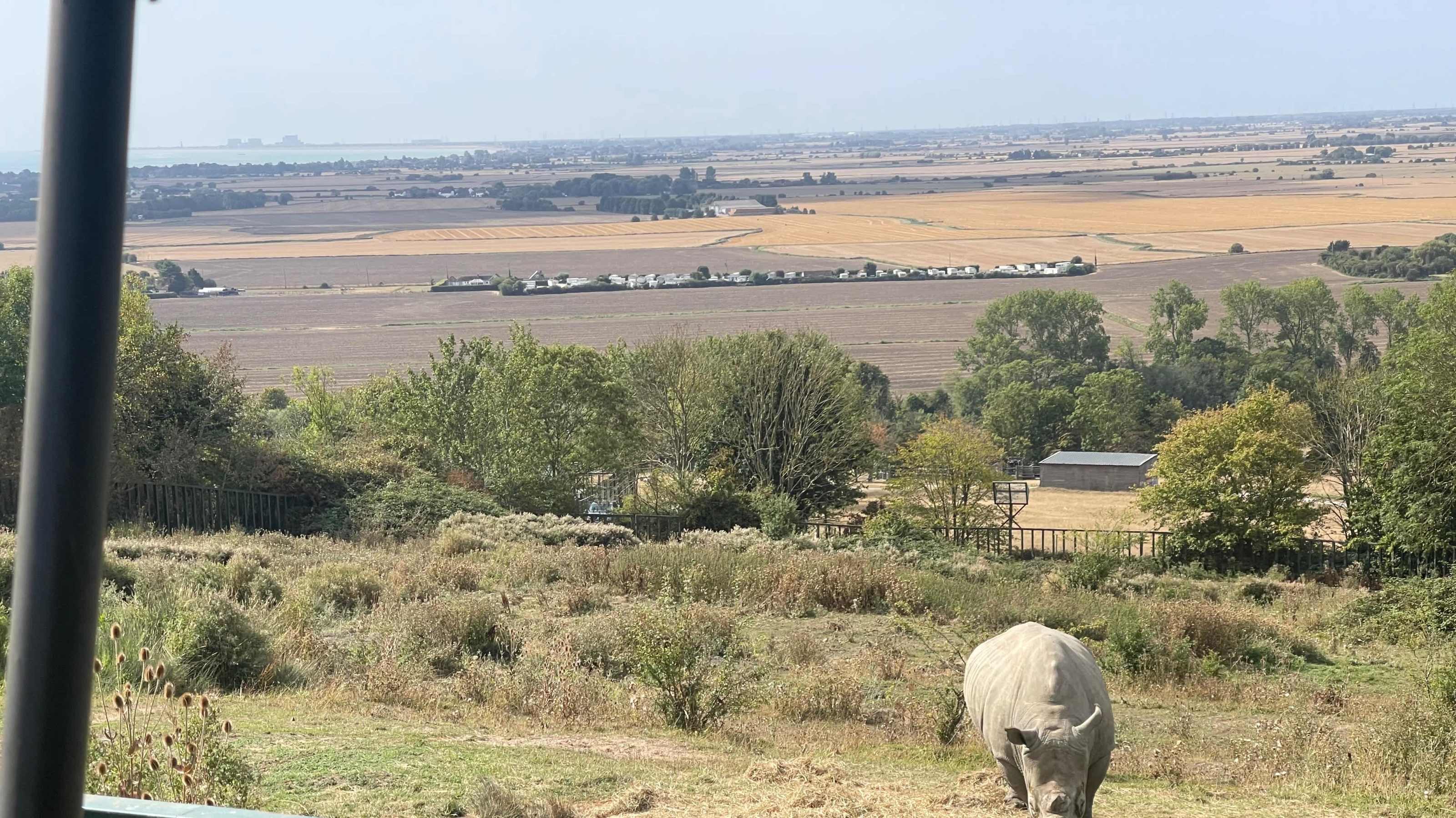 Rhino Rhino