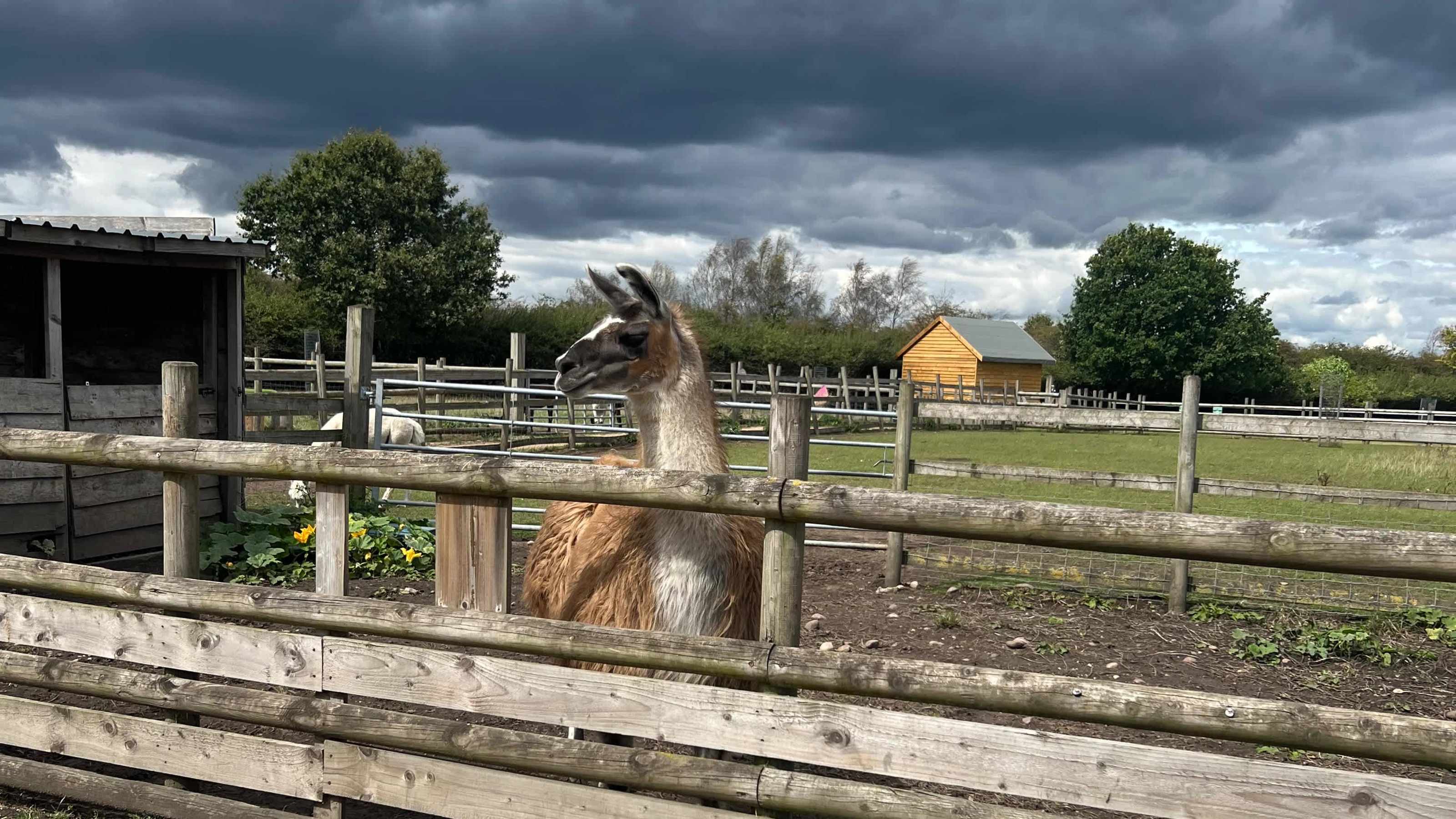 🦙 🦙