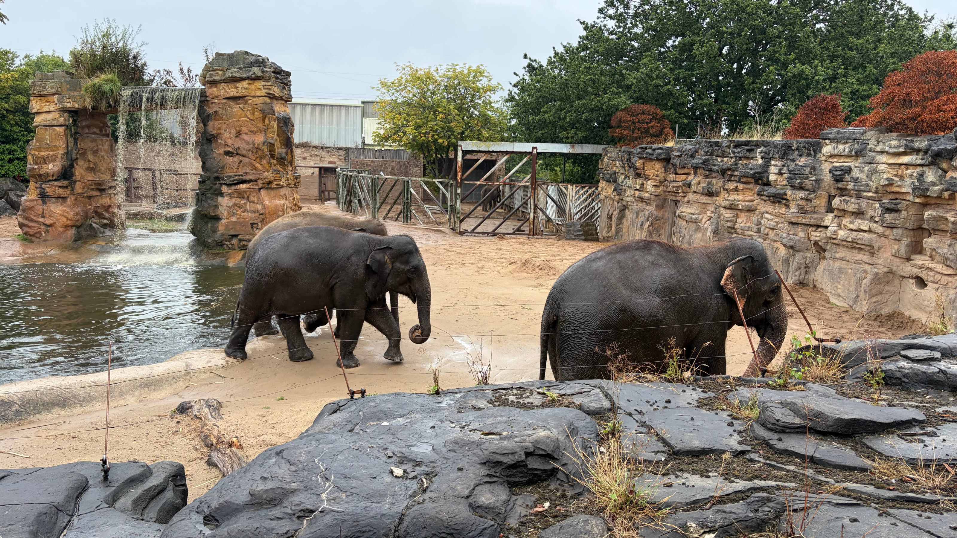 The elephants The elephants