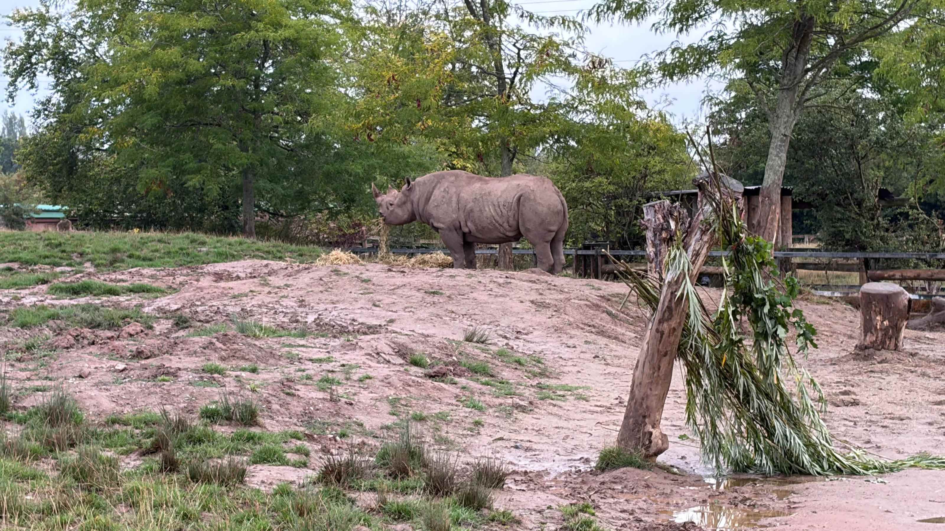 Big proud rhino Big proud rhino