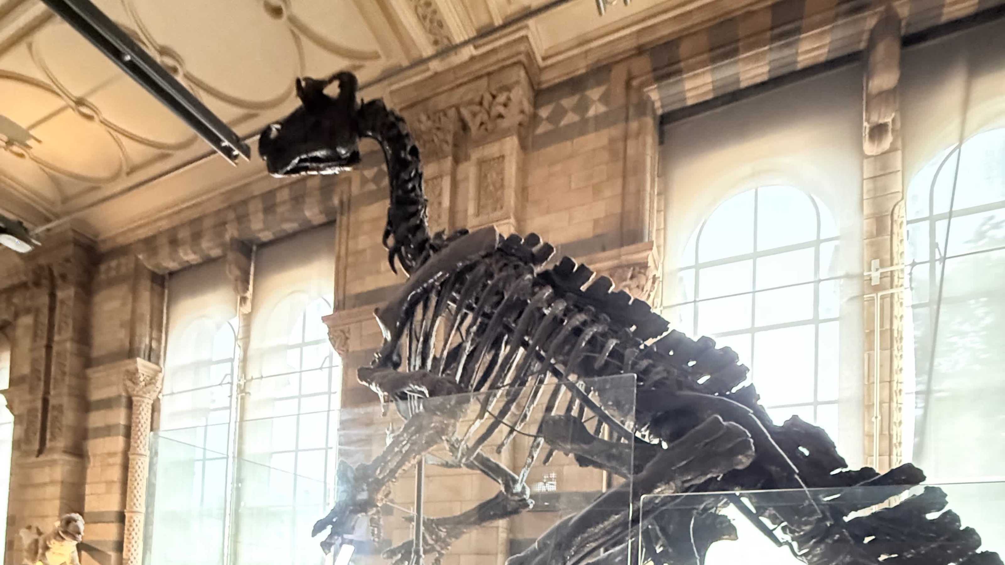 Dinosaur Dinosaur