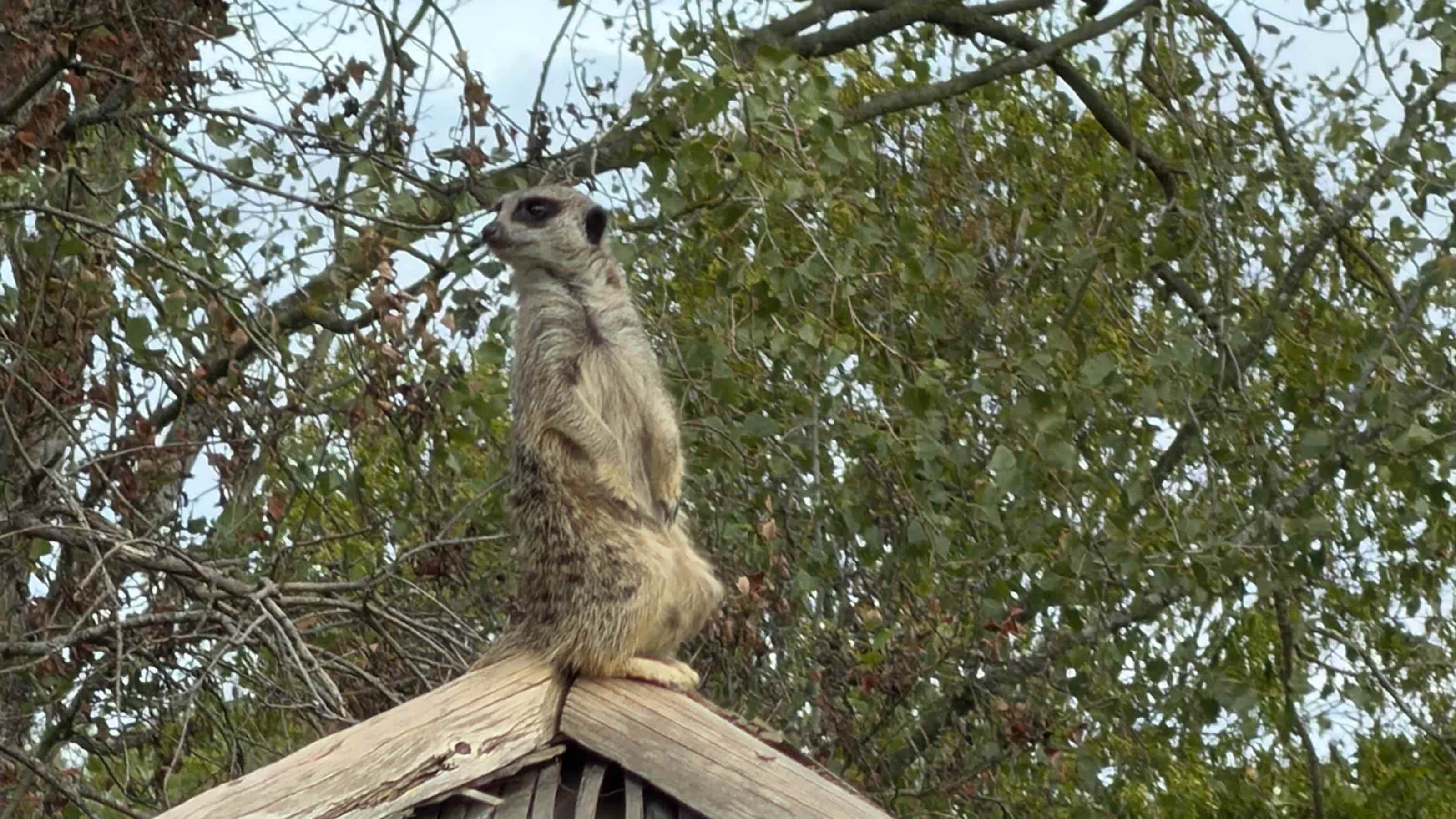 Meerkats. Meerkats.