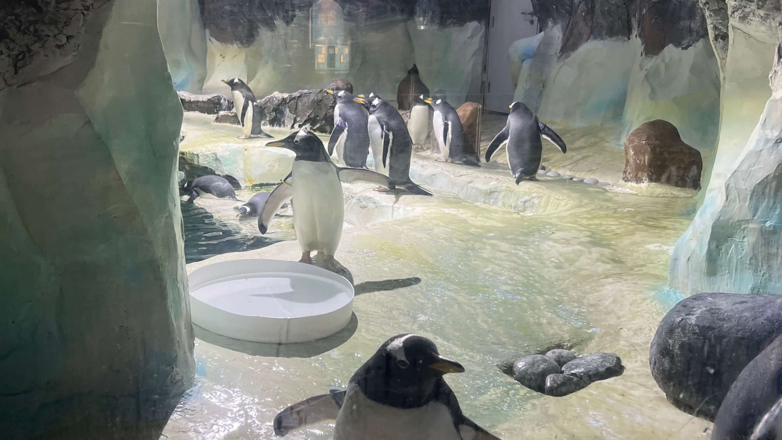 🐧 🐧