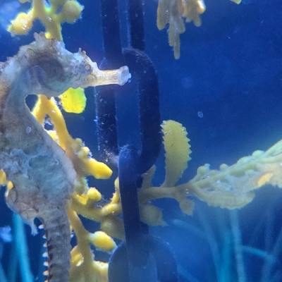 Sharkbait cove sealife center