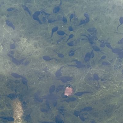 We found loads of Tadpoles