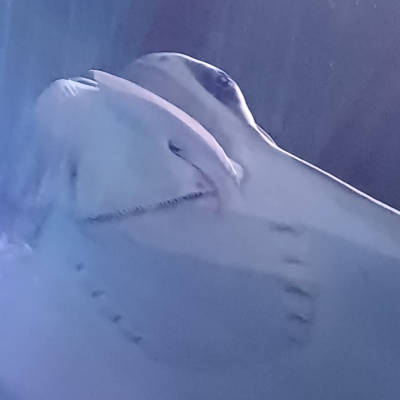 Manta ray Manta ray