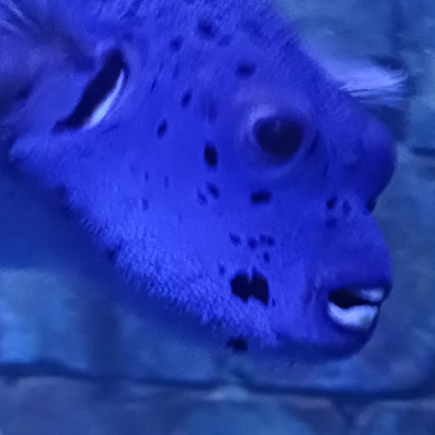 Puffer fish Puffer fish