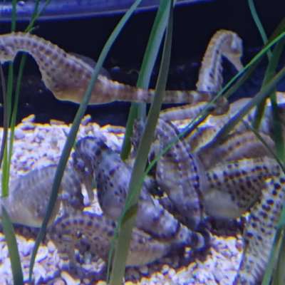 Seahorse Seahorse