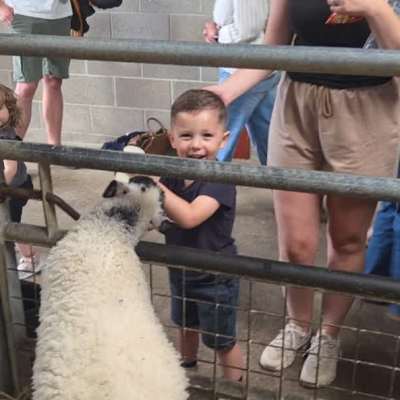 My son feeding the lambs