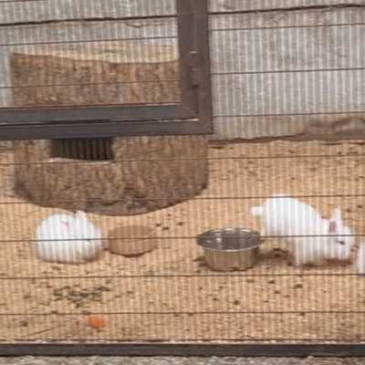 Rabbits