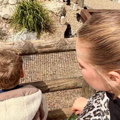 The penguins were the very first animals we visited, and they certainly didn’t disappoint! 🐧 Watching them waddle, swim and show off their personalities was the perfect way to start our day at Whipsnade Zoo celebrating Robert’s birthday. 🎉