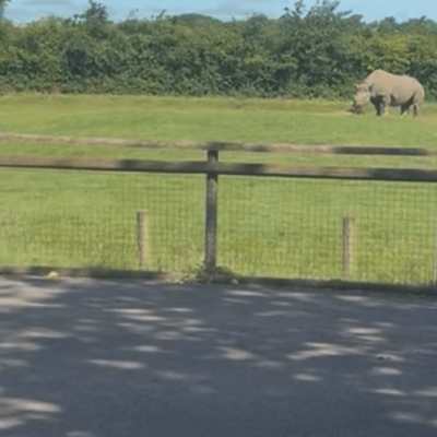 The kids were excited to see rhinos right by the entrance. The kids were excited to see rhinos right by the entrance.