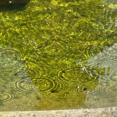 Tadpoles in the Fountain