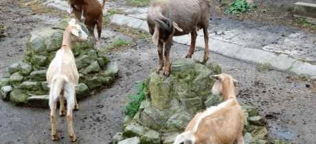 Goats at Meanwood Valley Urban Farm in Leeds