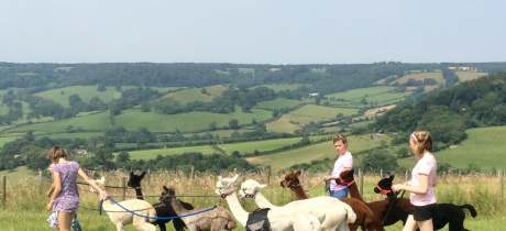 People walking with Aplacas at Bearhouse Alpacas in Sidbury