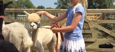 Girl touching Alpaca at Bearhouse Alpacas in Sidbury