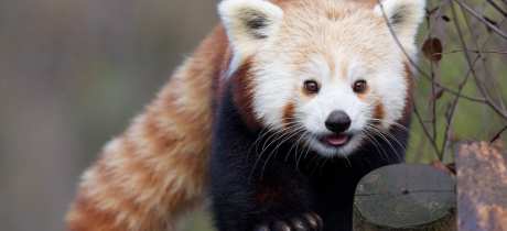 Red panda at Dublin Zoo