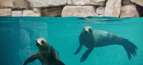 Sea lions at Dublin Zoo