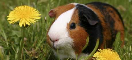 Guinea pig at Gypsy Wood in Caernarfon