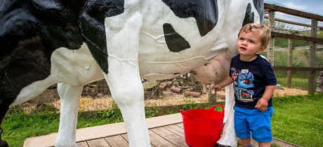 Boy milking cow at Gypsy Wood in Caernarfon