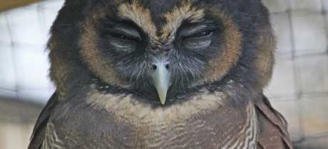 Owl sleeping at World of Owls in Antrim